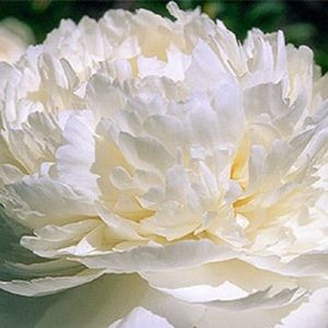 Meet your Posher, Tami